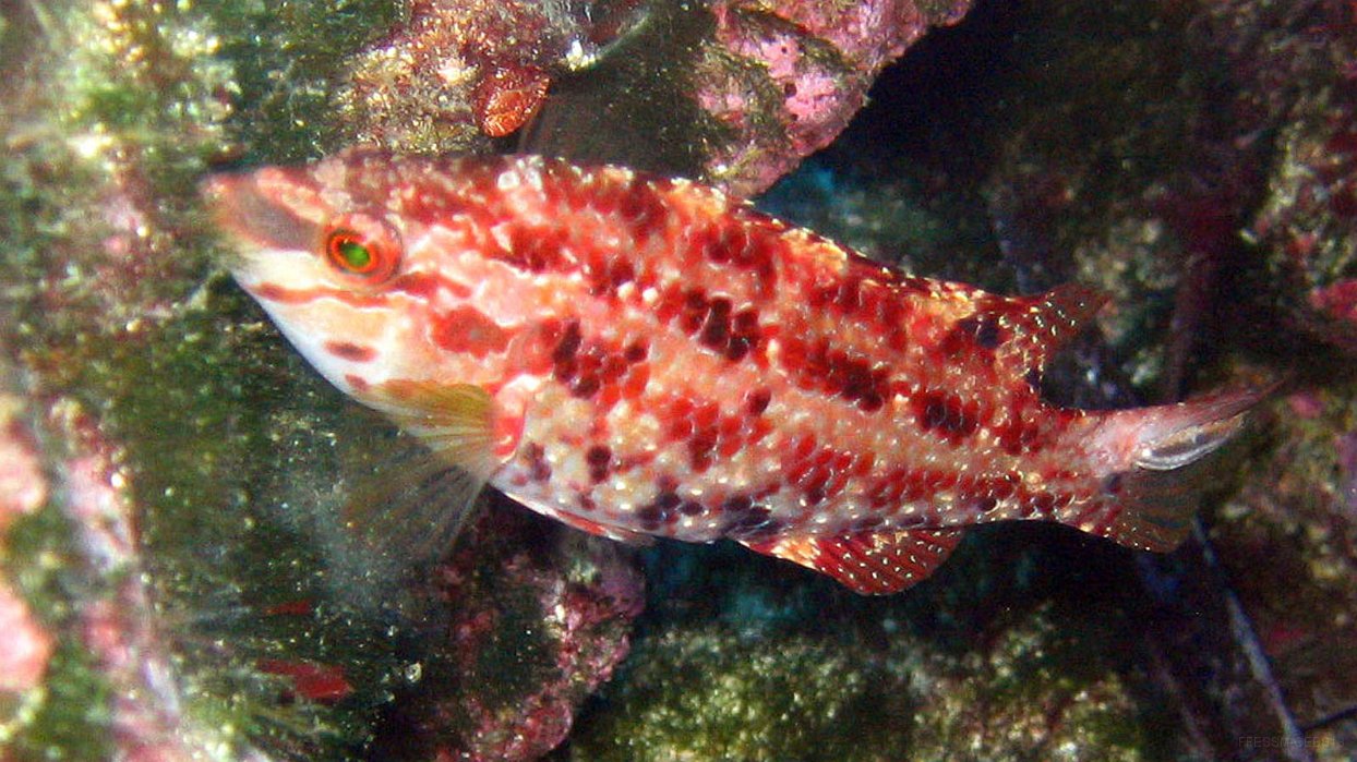 210 Crénilabre de Roissal (Symphodus roissali).JPG - Crénilabre de Roissal (Symphodus roissali) : Marque sombre de l'oeil au museau, petite tache noire au milieu du pédoncule caudal